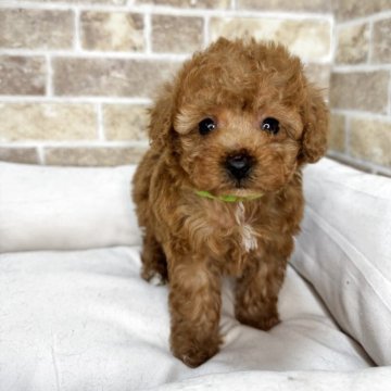 トイプードル(タイニー)【埼玉県・女の子・2025年4月12日・レッド】の写真「当犬舎4周年記念キャンペーン中！！」