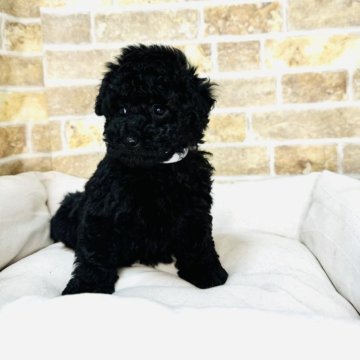 トイプードル(トイ)【埼玉県・男の子・2025年1月24日・ブラック】の写真「4兄弟の元気な男の子です！」