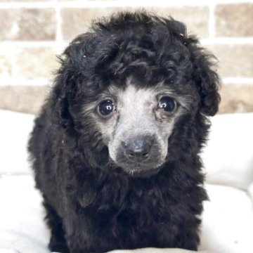 タイニープードル【埼玉県・女の子・2025年10月13日・シルバー】の写真「元気いっぱいの女の子です！」