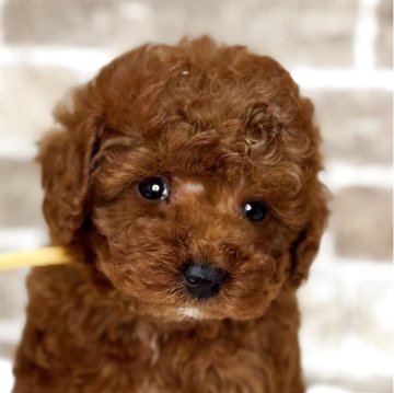 タイニープードル【埼玉県・男の子・2025年10月27日・レッド】の写真「クリスマスキャンペーン中！」