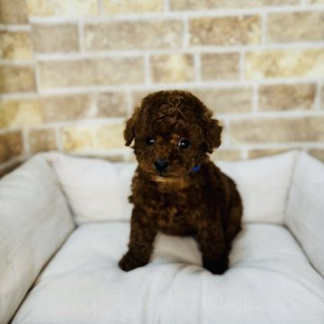 トイプードル(タイニー)【埼玉県・女の子・2025年1月31日・レッド】の写真「4兄弟の女の子です！」