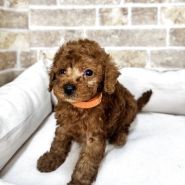 トイプードル(タイニー)【埼玉県・男の子・2025年4月7日・レッド】の写真「当犬舎4周年キャンペーン中！！」