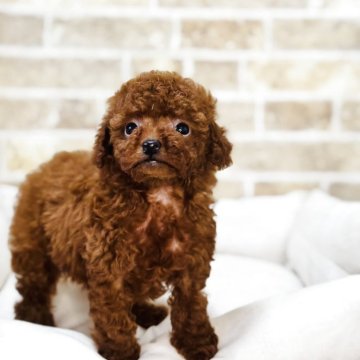 トイプードル(タイニー)【埼玉県・女の子・2025年8月14日・レッド】の写真「元気な女の子です！」