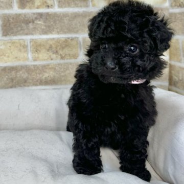 トイプードル(トイ)【埼玉県・女の子・2025年1月24日・ブラック】の写真「4兄弟の女の子です」