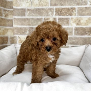 トイプードル(タイニー)【埼玉県・女の子・2025年4月12日・レッド】の写真「当犬舎4周年記念キャンペーン中！！」