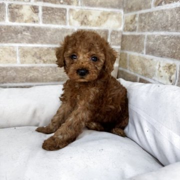 トイプードル(タイニー)【埼玉県・女の子・2025年4月7日・レッド】の写真「当犬舎4周年記念キャンペーン中！！」