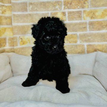 トイプードル(トイ)【埼玉県・男の子・2025年1月24日・ブラック】の写真「4兄弟の男の子です！」