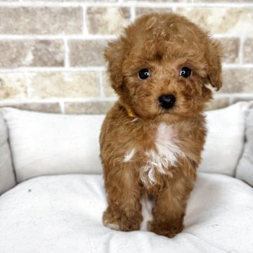 トイプードル(タイニー)【埼玉県・男の子・2025年4月12日・レッド】の写真「当犬舎4周年記念キャンペーン中！！」