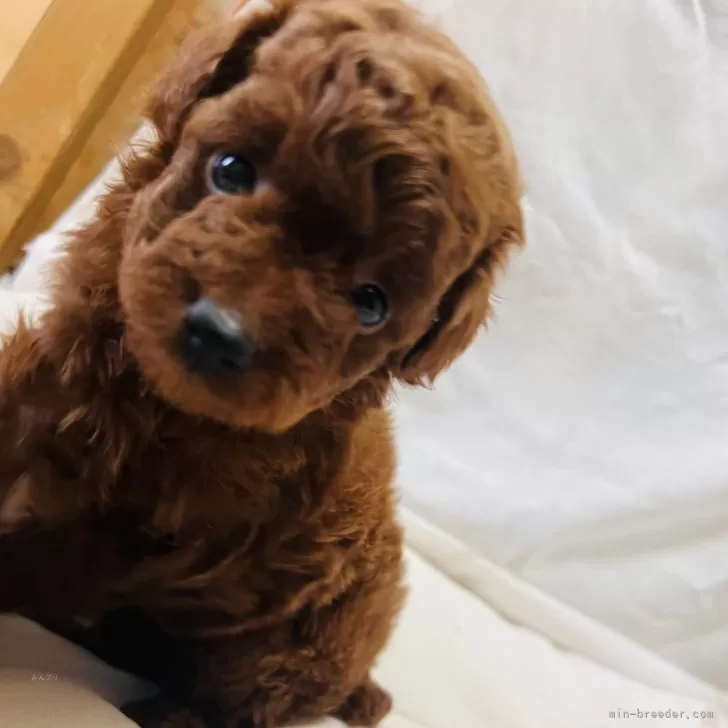 A.O 様のお迎えした子犬