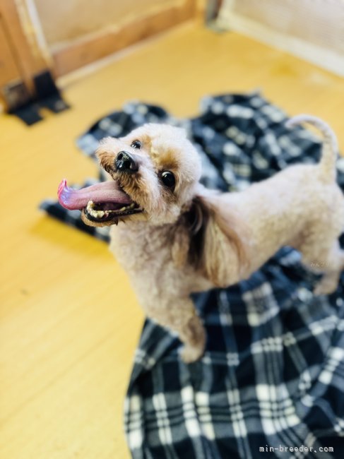 タイニープードル【・男の子・2020年7月20日・レッド】