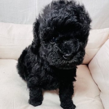 トイプードル(トイ)【埼玉県・男の子・2023年10月17日・ブラック】の写真「活発な性格の男の子です！」