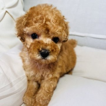 トイプードル(タイニー)【埼玉県・女の子・2023年7月16日・アプリコット】の写真「活発で元気な女の子です！」