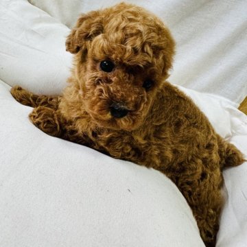 トイプードル(タイニー)【埼玉県・女の子・2024年5月3日・レッド】の写真「三兄弟の女の子です！
元気な子です！」