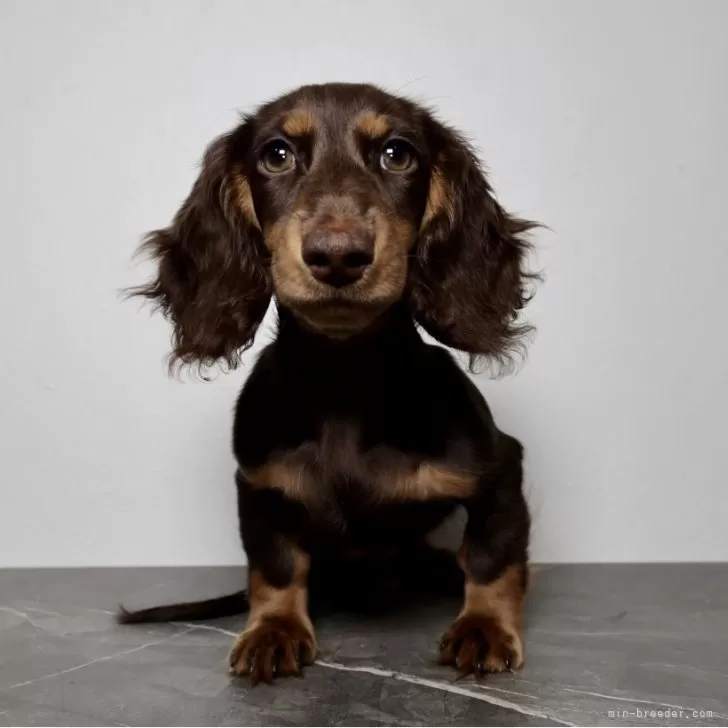 ミニチュアダックスフンド(ロング)【大阪府・女の子・2025年10月21日・チョコタン】の写真1