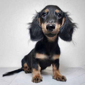 ミニチュアダックスフンド(ロング)【大阪府・男の子・2025年6月6日・ブラックタン】の写真「優しいお顔が可愛い男の子」