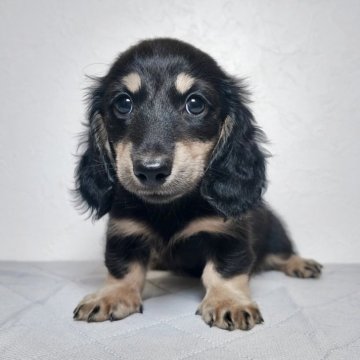 ミニチュアダックスフンド(ロング)【大阪府・男の子・2025年9月3日・ブラックイエロー】の写真「理想的な幅のあるお顔の男の子」