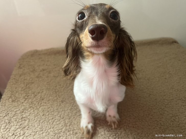 ミニチュアダックスフンド(ロング)【・女の子・2021年7月3日・チョコタンパイボールド】