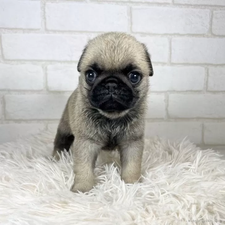 ID：2407-07906の子犬