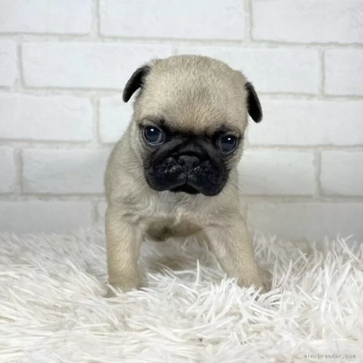 やー 様のお迎えした子犬