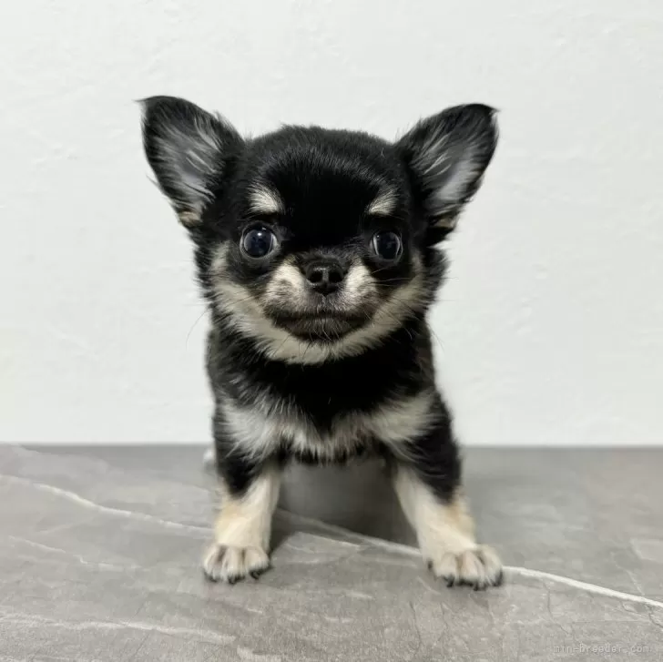 ID：2409-05535の子犬