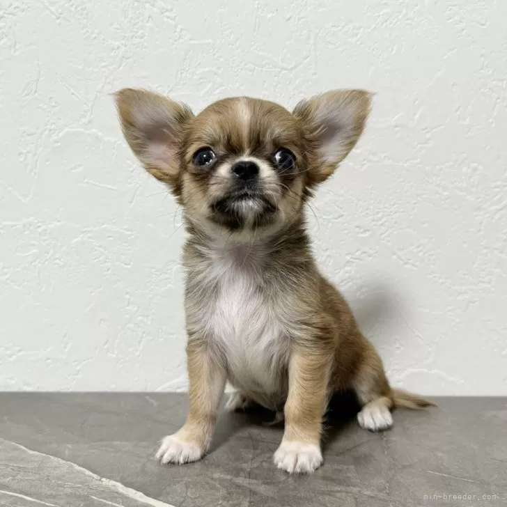 ID：2410-02114の子犬