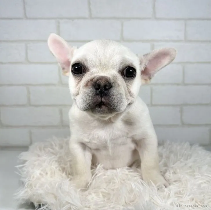 ID：2302-02223の子犬