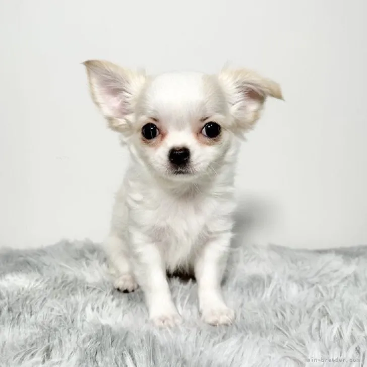 ID：2310-01432の子犬