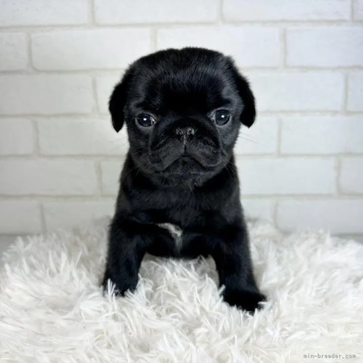 ID：2211-02280の子犬