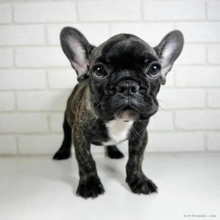 k 様のお迎えした子犬