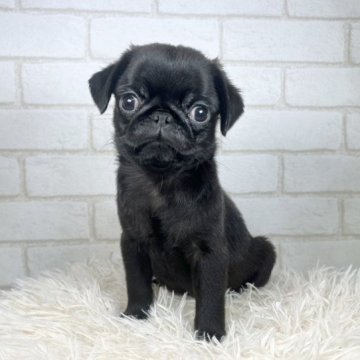 パグ【大阪府・男の子・2023年5月1日・ブラック】の写真「理想的なぺちゃ顔に綺麗なブラックの男の子🐶」