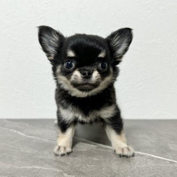 チワワ(ロング)【大阪府・女の子・2024年8月1日・ブラックタン】の写真「小柄で可愛い女の子」