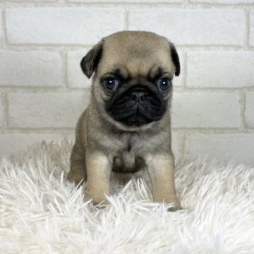 パグ【大阪府・女の子・2024年6月8日・フォーン】の写真「おめめが大きな女の子」