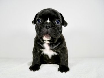 フレンチブルドッグ【大阪府・男の子・2022年2月8日・ブリンドル】の写真「理想的なムチムチ体型と柄が特徴的な可愛い男の子」