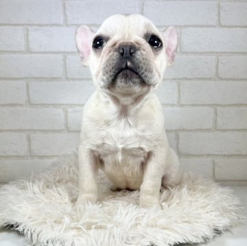 フレンチブルドッグ【大阪府・女の子・2023年10月19日・クリーム】の写真「小柄で可愛い女の子」