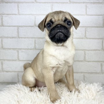 パグ【大阪府・男の子・2023年10月8日・フォーン】の写真「綺麗なお顔の男の子」