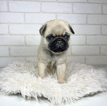 パグ【大阪府・男の子・2024年6月24日・フォーン】の写真「ムチムチな男の子」