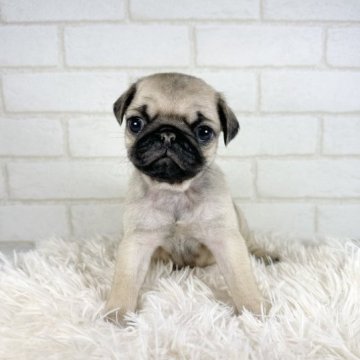 パグ【大阪府・女の子・2023年10月8日・フォーン】の写真「真ん丸なおめめと丸いお顔が可愛い女の子」