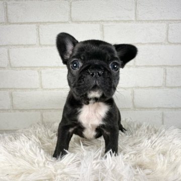 フレンチブルドッグ【大阪府・女の子・2023年10月19日・ブリンドル】の写真「丸顔の可愛い女の子」