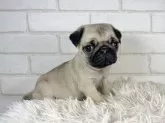 パグ【大阪府・女の子・2023年12月23日・フォーン】の写真2