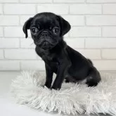 パグ【大阪府・女の子・2024年6月8日・ブラック】の写真3