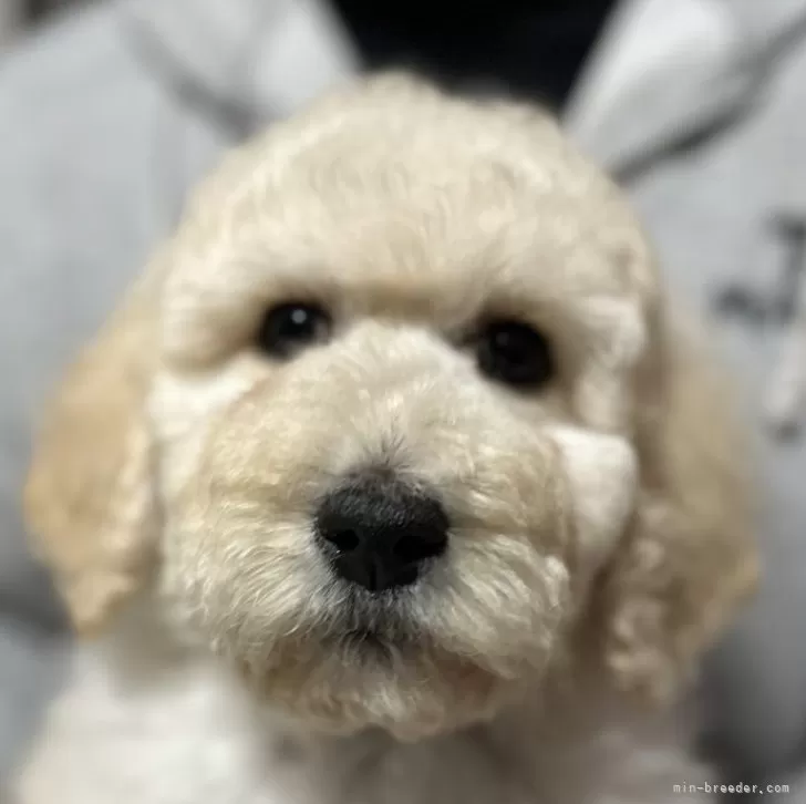 ID:2502-04139の子犬