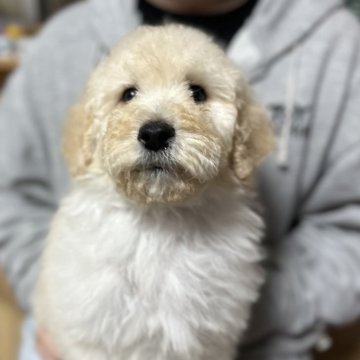 スタンダードプードル【福岡県・女の子・2024年12月24日・ペールフォーン】の写真「愛嬌バッチリ👌可愛い女の子♡」