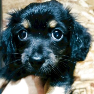 チワックス(チワワ×ダックスフンド)【福岡県・男の子・2025年8月18日・ブラックタン】の写真「コロコロかわいい男の子」