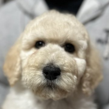スタンダードプードル【福岡県・男の子・2024年12月24日・ペールフォーン】の写真「おっとりマイペースな男の子‼️」