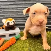 アメリカンブリー【福岡県・男の子・2025年4月20日・ライラックタン】の写真1