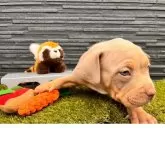 アメリカンブリー【福岡県・男の子・2025年4月20日・ライラックタン】の写真2