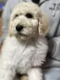 スタンダードプードル【福岡県・男の子・2024年12月24日・ペールフォーン】の写真3