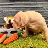 アメリカンブリー【福岡県・男の子・2025年4月20日・ライラックタン】の写真4