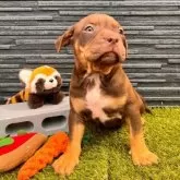 アメリカンブリー【福岡県・男の子・2025年4月20日・チョコタン】の写真4