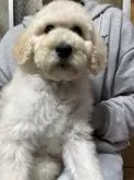 スタンダードプードル【福岡県・男の子・2024年12月24日・ペールフォーン】の写真5